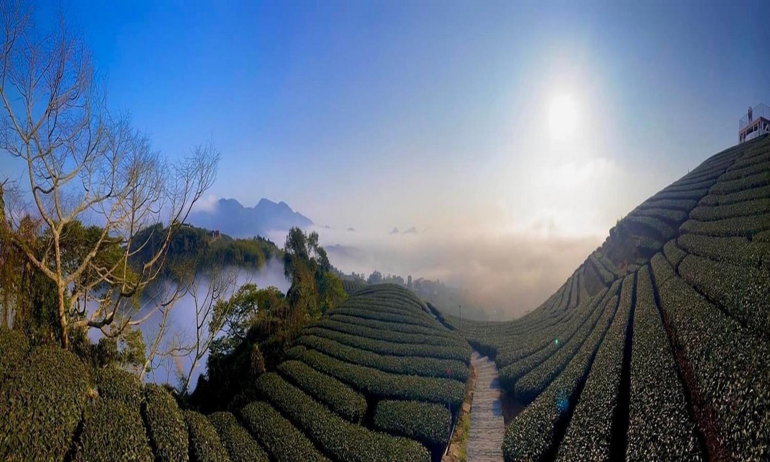 Gaodiyuan Tea B&B 高帝園茶業民宿 Mejsan Kültér fotó