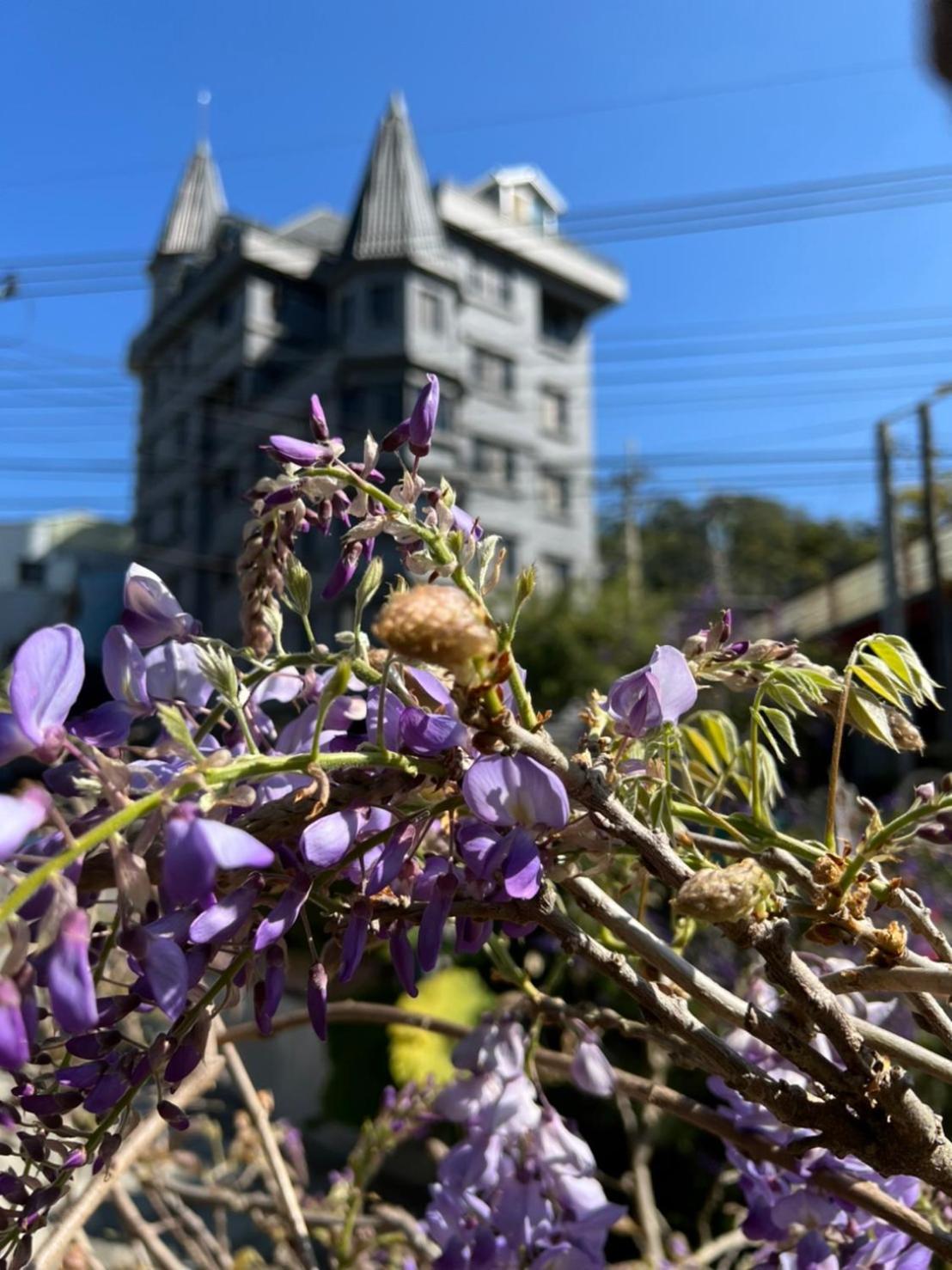 Gaodiyuan Tea B&B 高帝園茶業民宿 Mejsan Kültér fotó